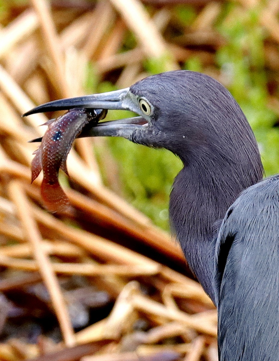 Little Blue Heron - ML642676002