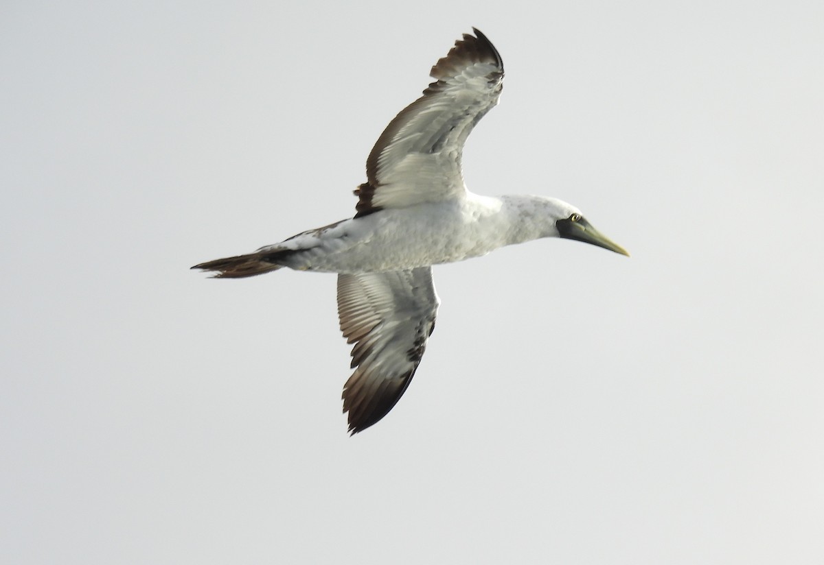Masked Booby - ML642676004