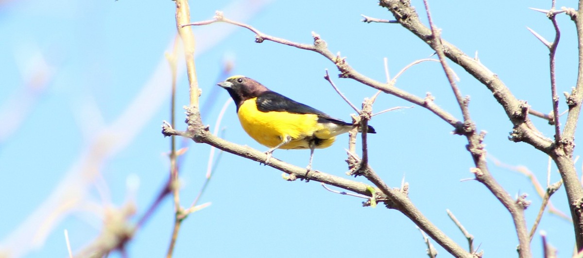 Purple-throated Euphonia - ML642676009