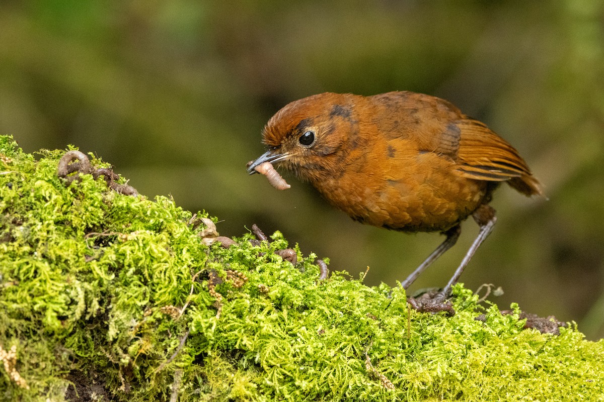 Equatorial Antpitta - ML642676010