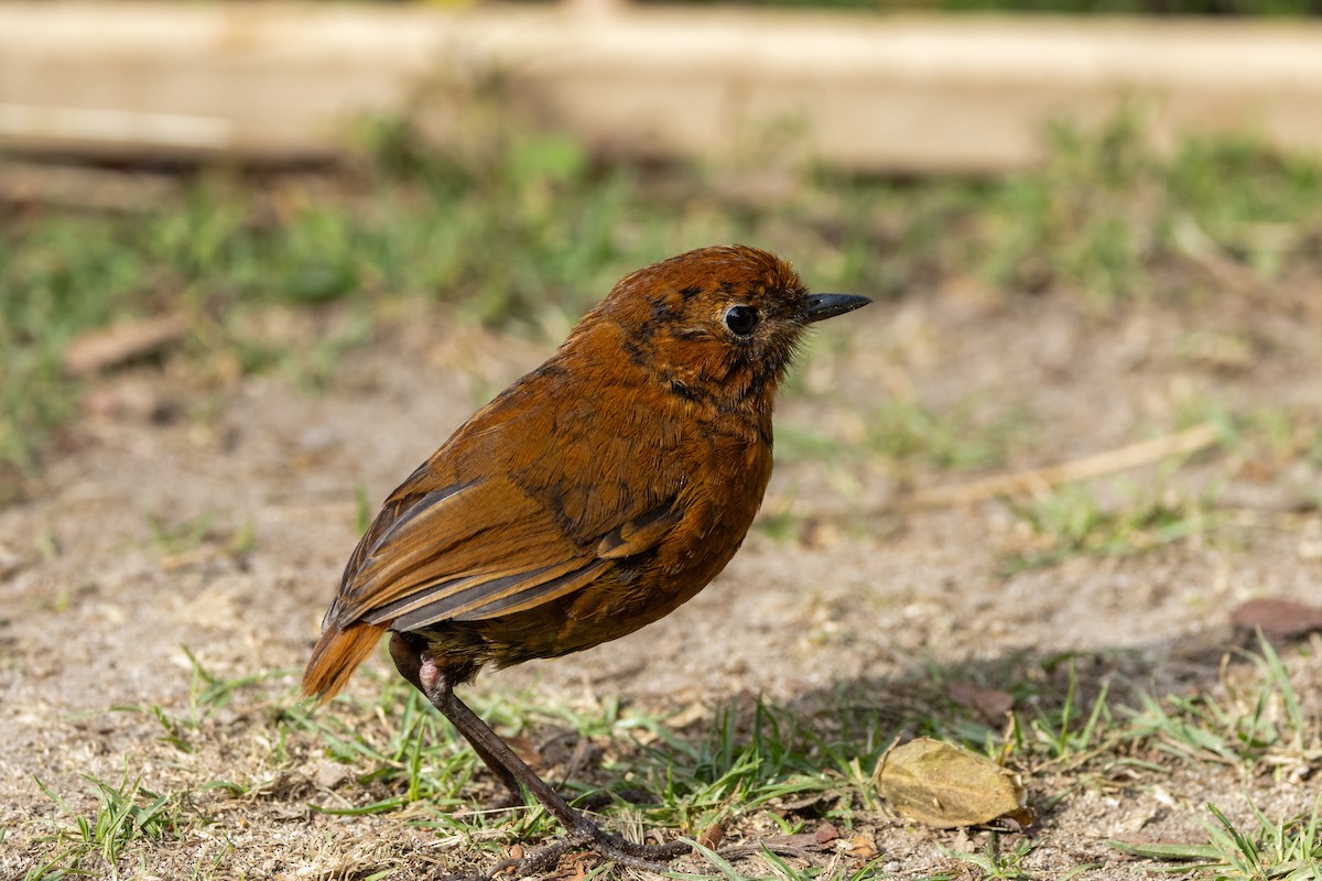Equatorial Antpitta - ML642676011