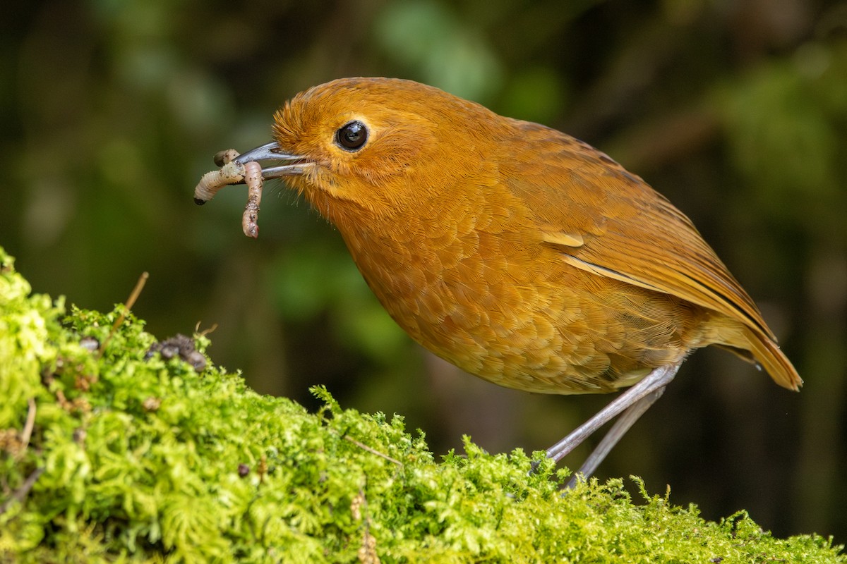 Equatorial Antpitta - ML642676012