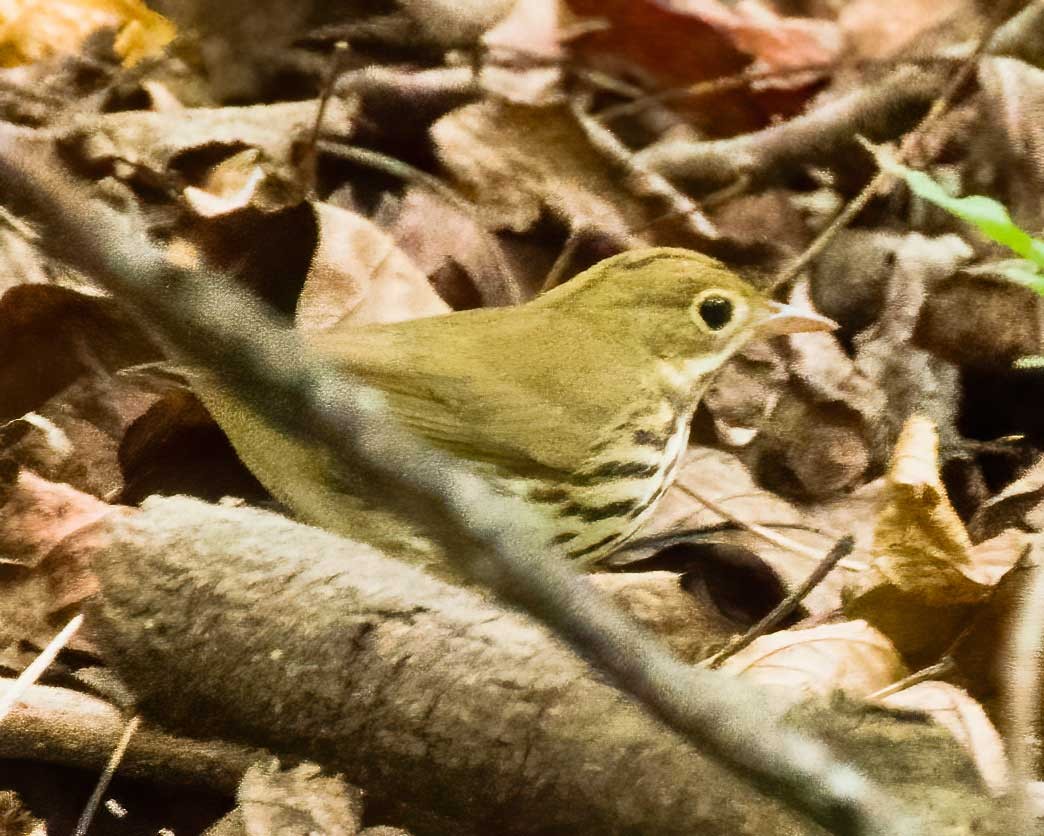 Ovenbird - ML642676013