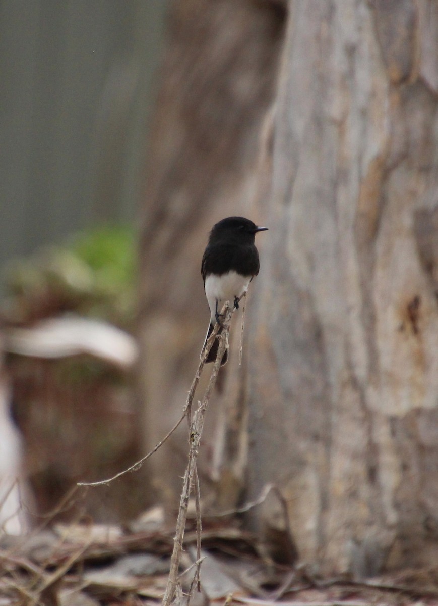 Black Phoebe - ML642676019