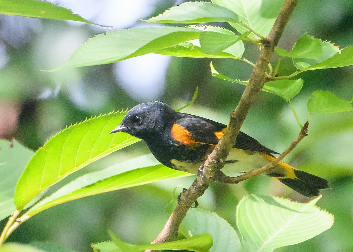 American Redstart - ML642676021