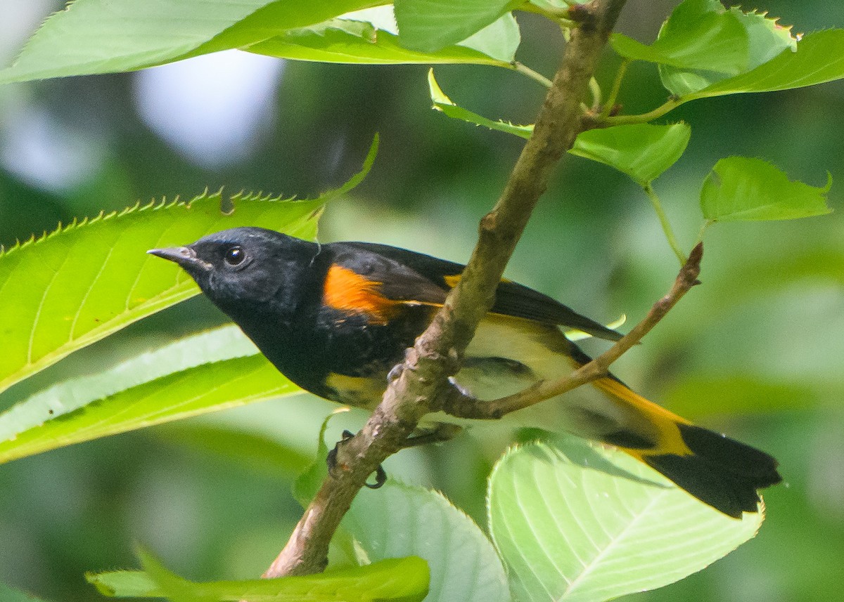 American Redstart - ML642676022