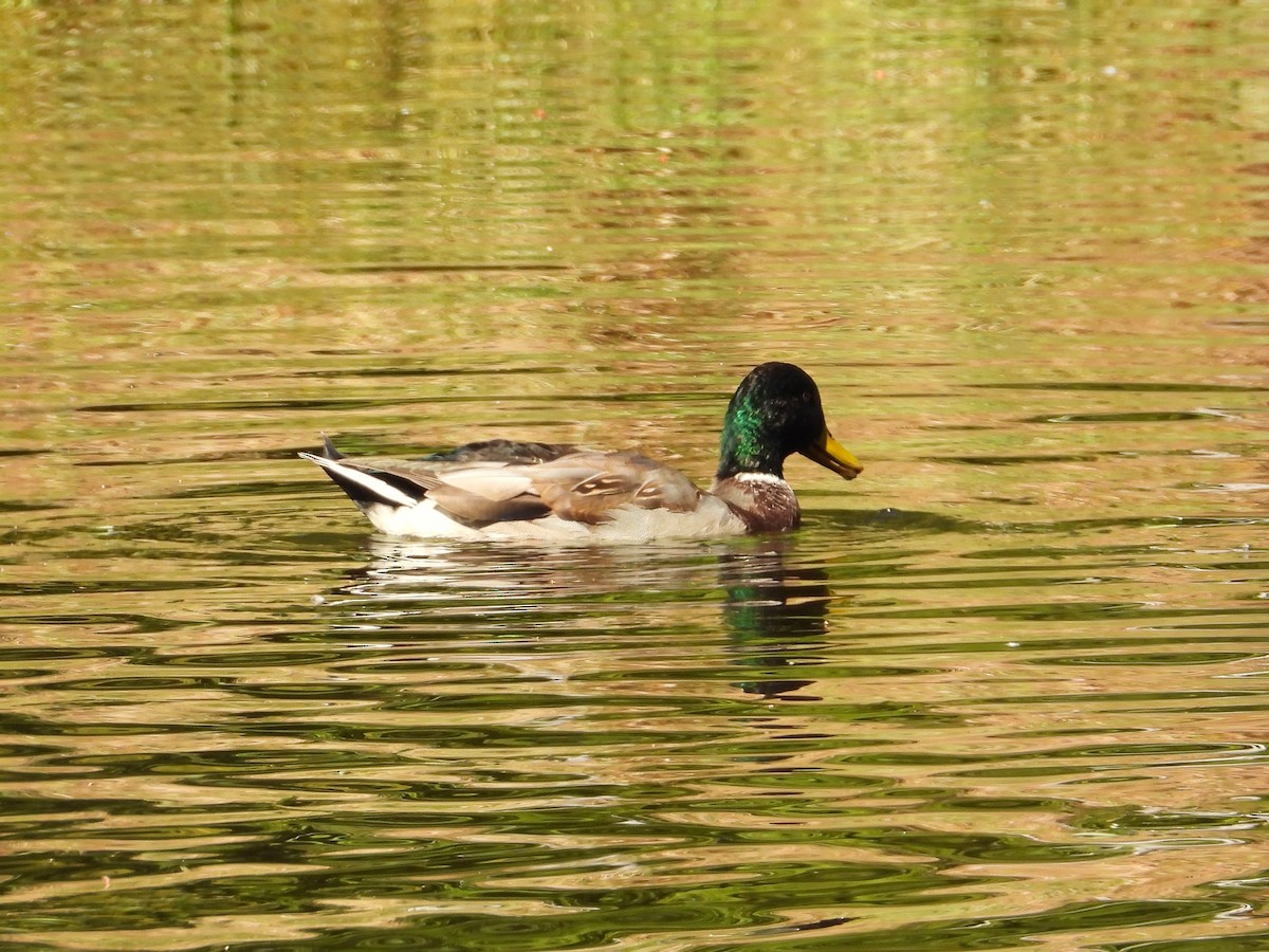 Mallard - ML642676031
