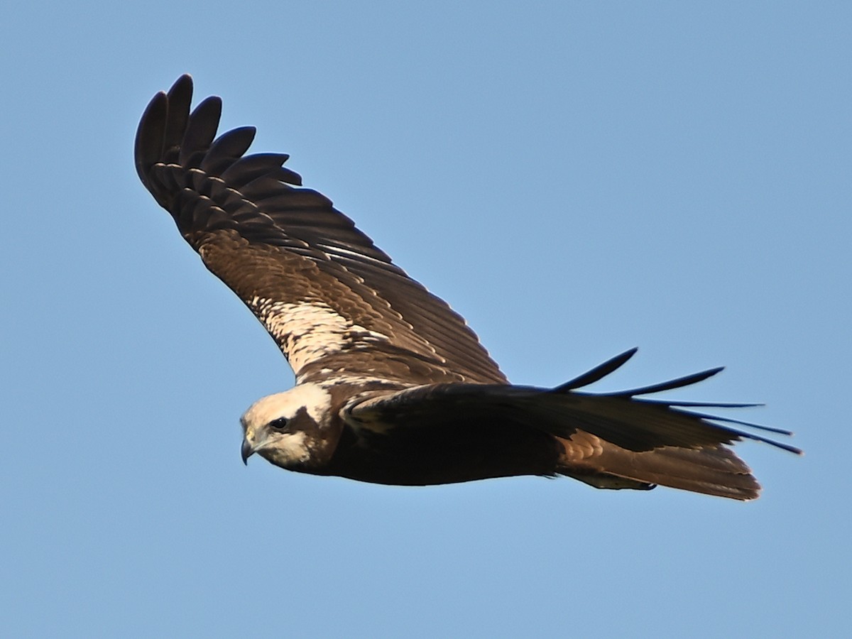 Western Marsh Harrier - ML642676050