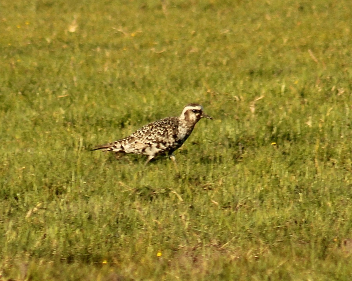 American Golden-Plover - ML642676054