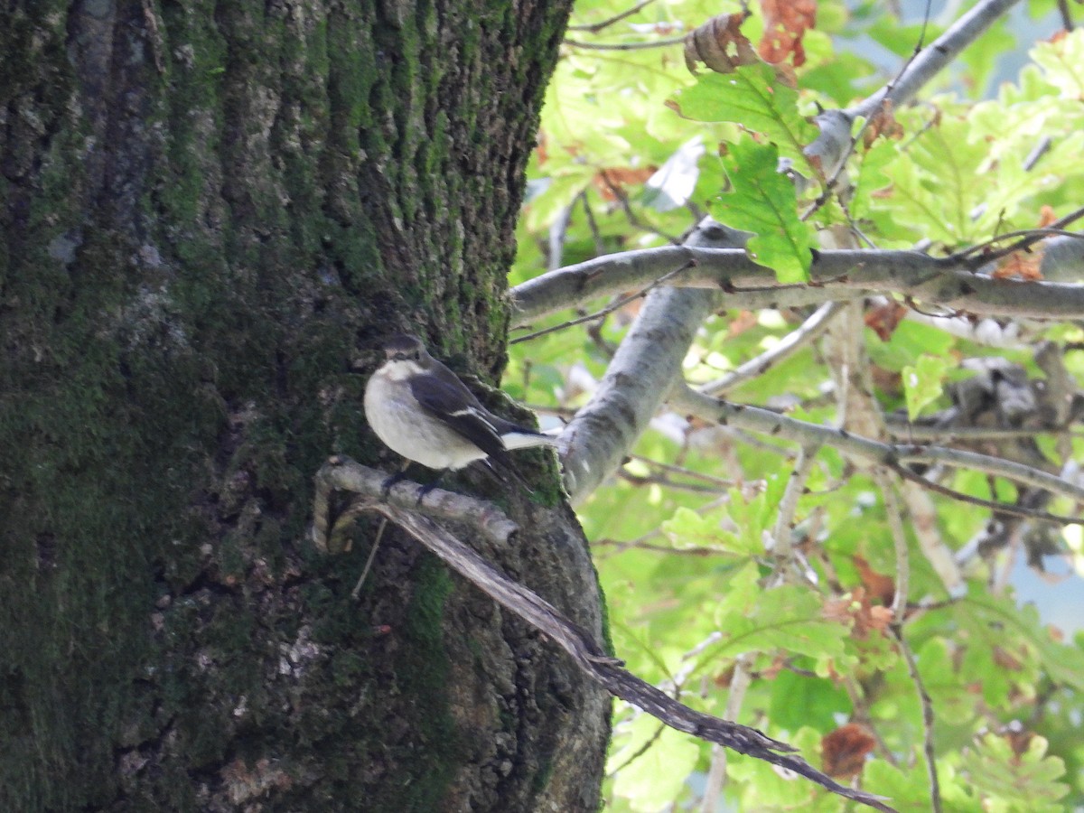 European Pied Flycatcher - ML642676059