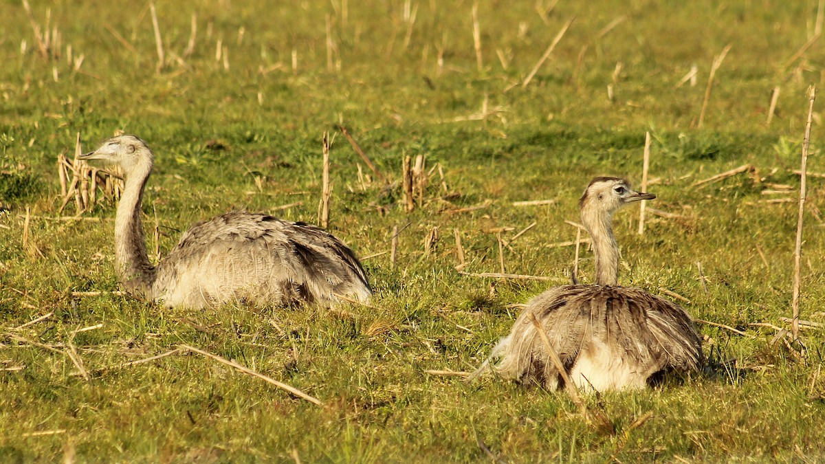 Greater Rhea - ML642676085