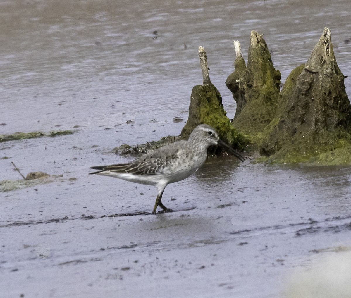 Stilt Sandpiper - ML642676086