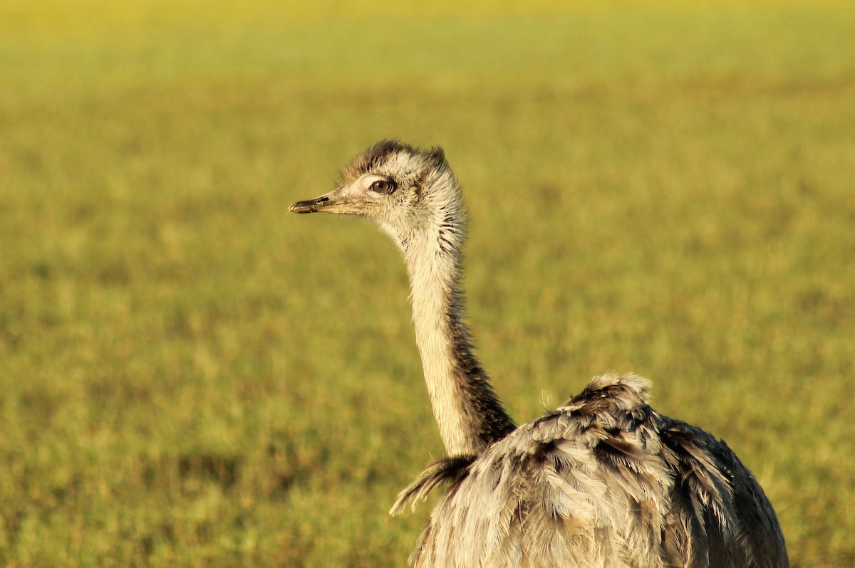 Greater Rhea - ML642676087