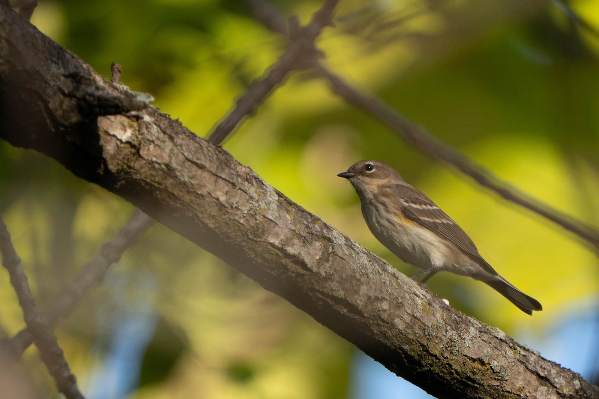 lesňáček žlutoskvrnný (ssp. coronata) - ML642676088