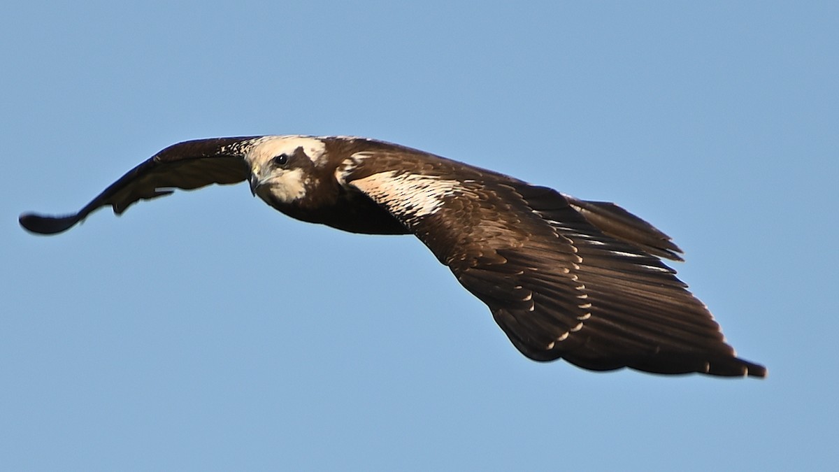 Western Marsh Harrier - ML642676089