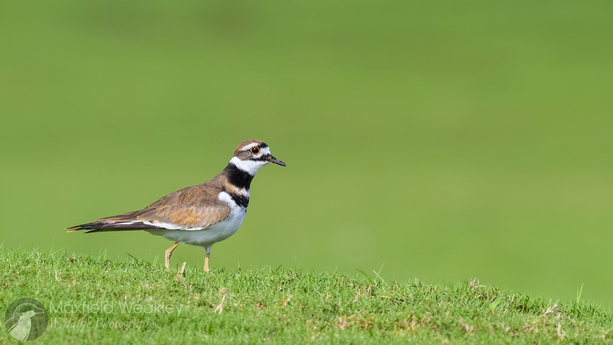 Killdeer - ML642676091