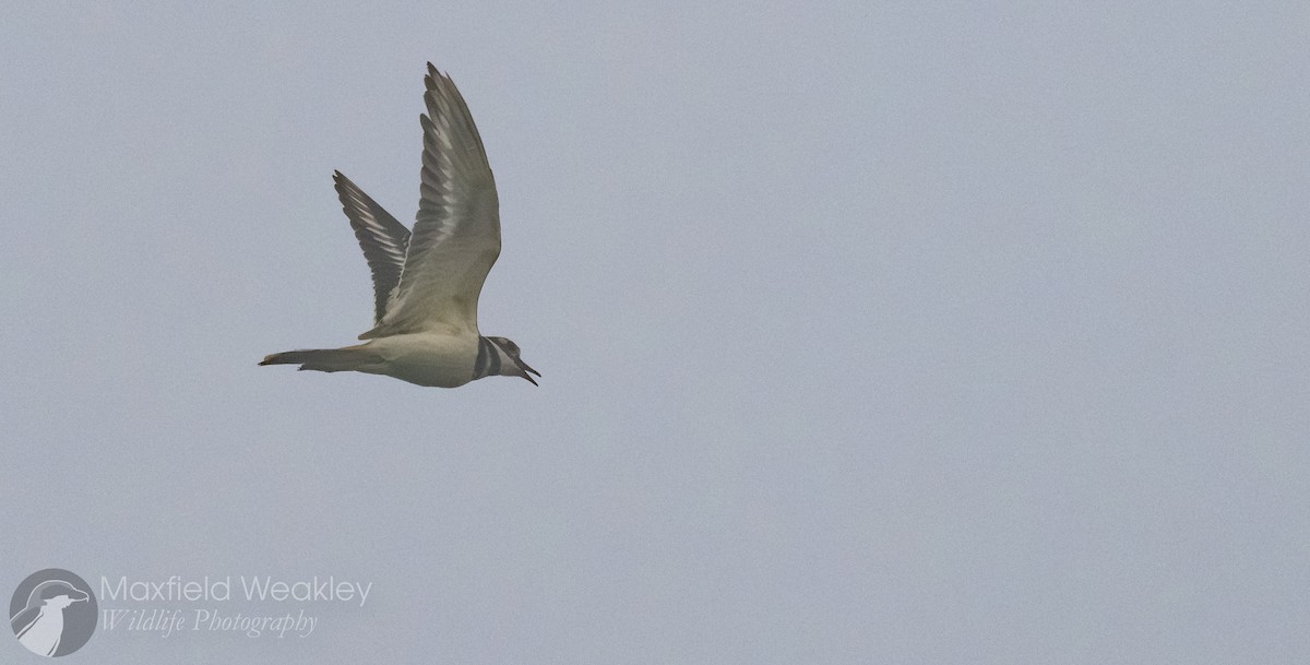 Killdeer - ML642676092