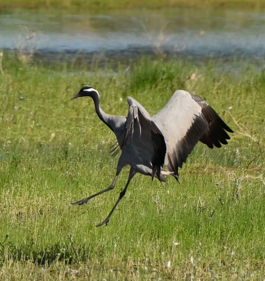 Demoiselle Crane - ML642676108