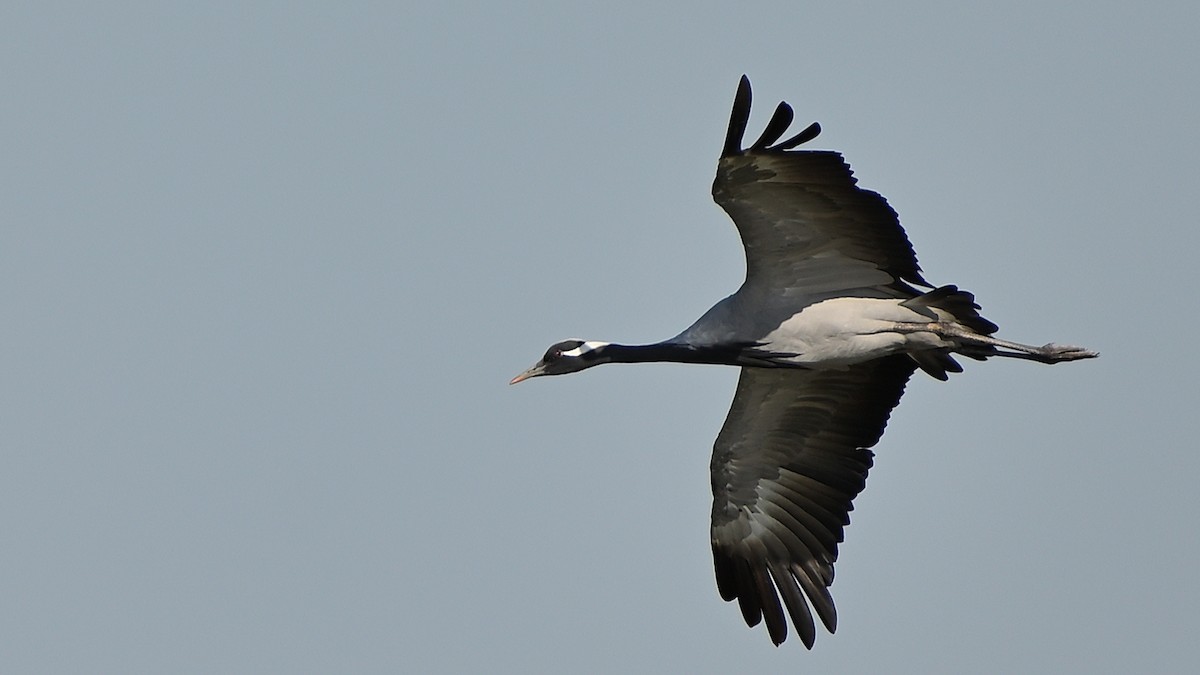 Demoiselle Crane - ML642676110