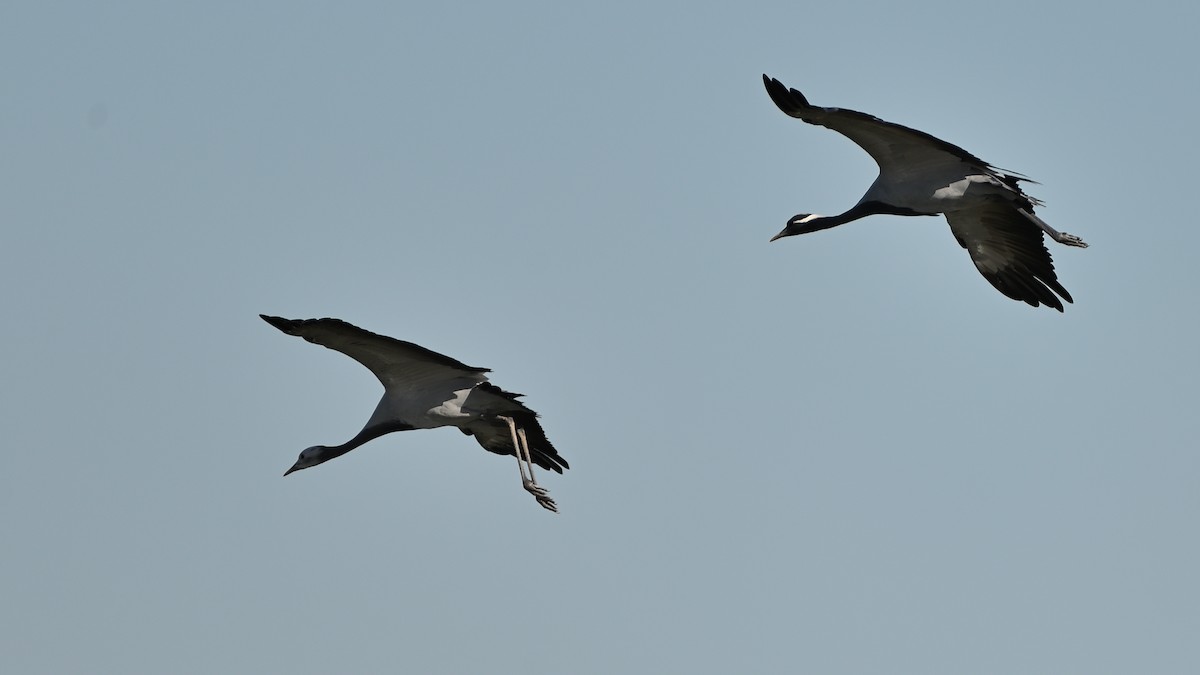 Demoiselle Crane - ML642676113