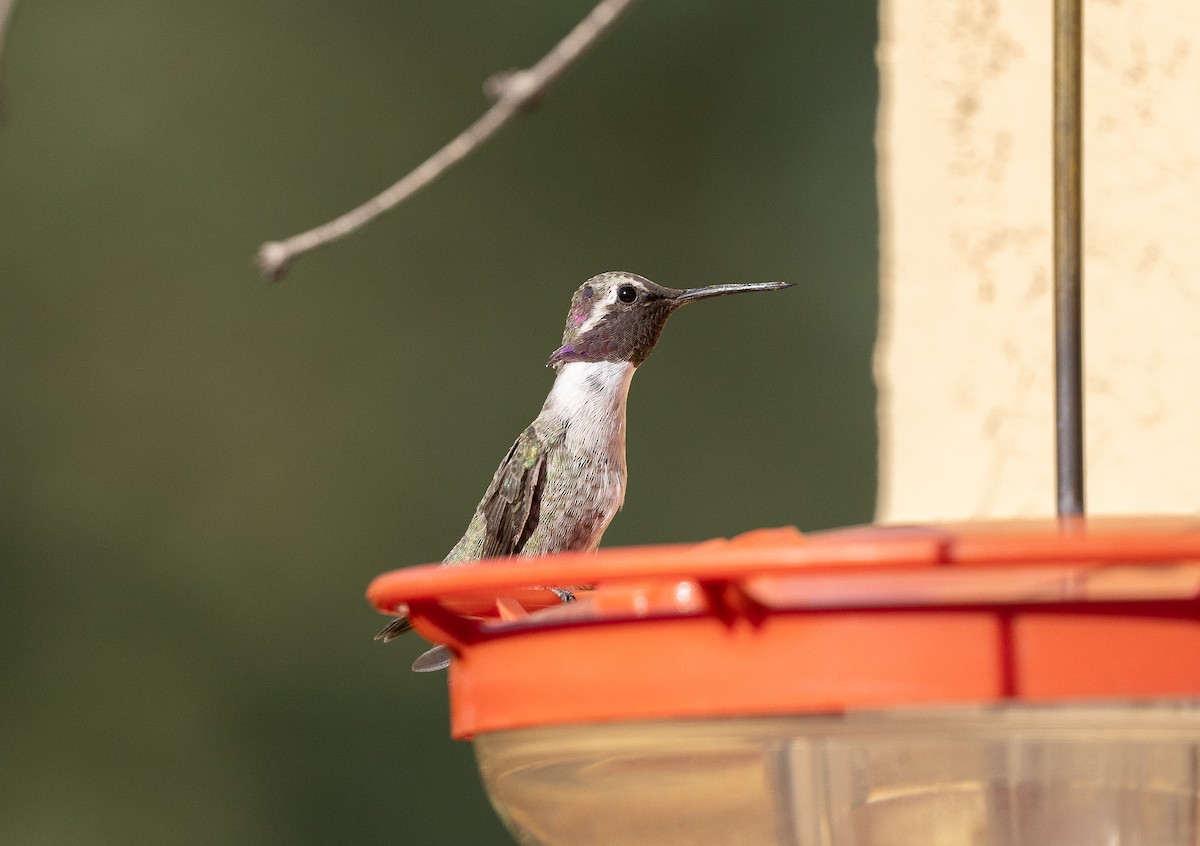 Costa's Hummingbird - ML642676117