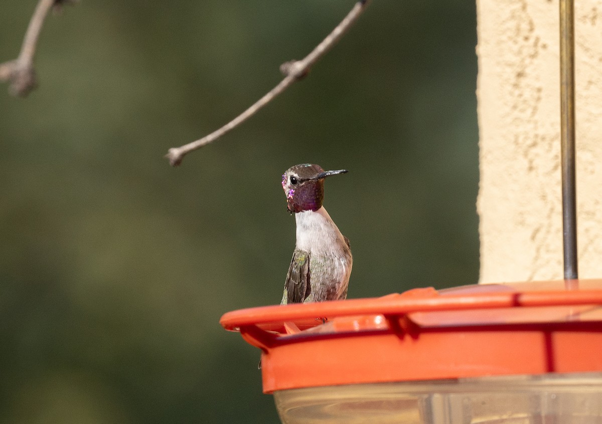 Costa's Hummingbird - ML642676118