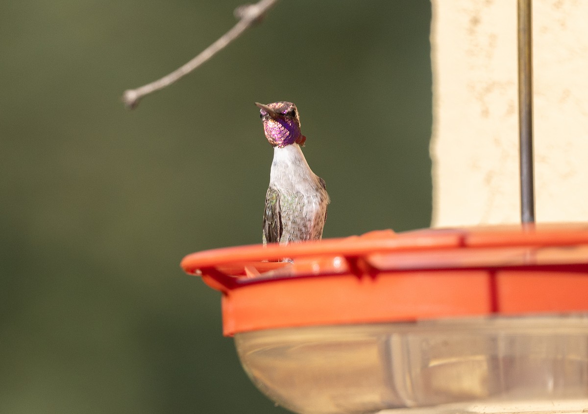 Costa's Hummingbird - ML642676120