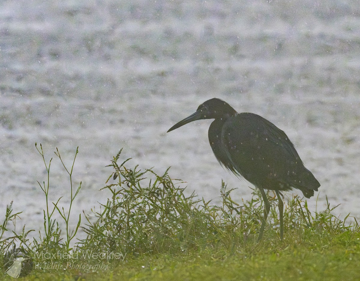 Little Blue Heron - ML642676148