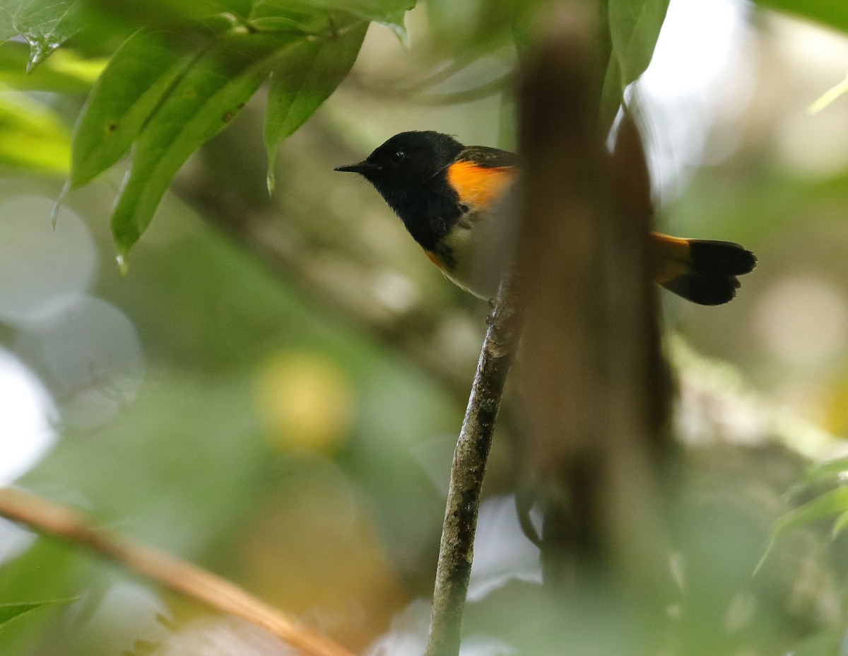 American Redstart - ML642676154