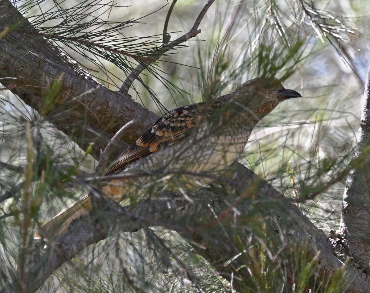 Spotted Bowerbird - ML642676177