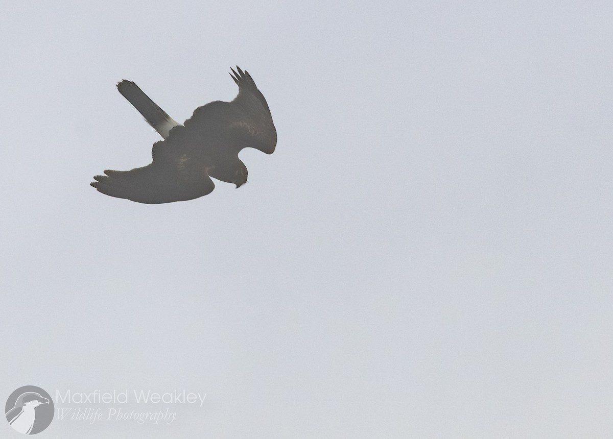 Northern Harrier - ML642676178