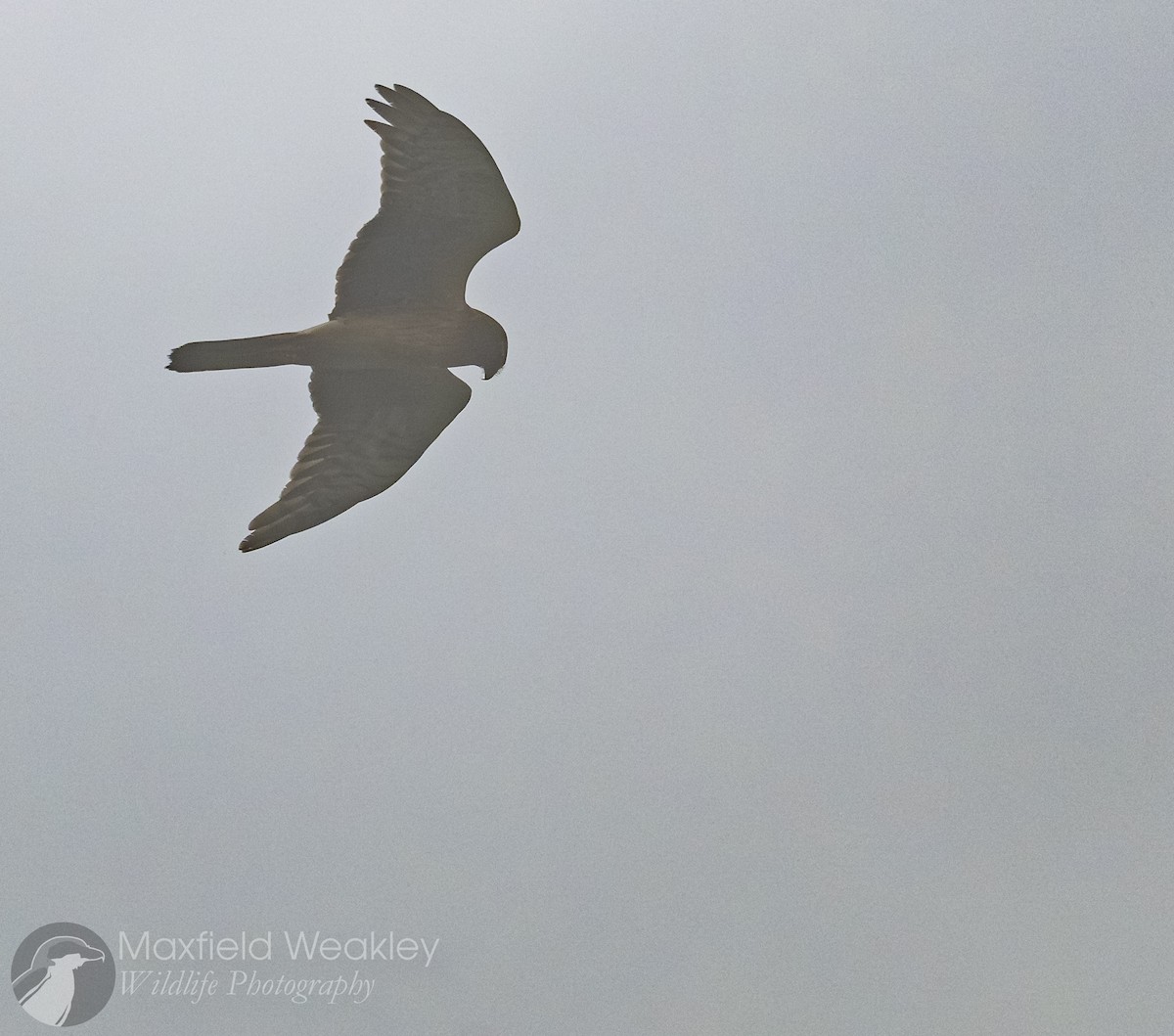 Northern Harrier - ML642676179