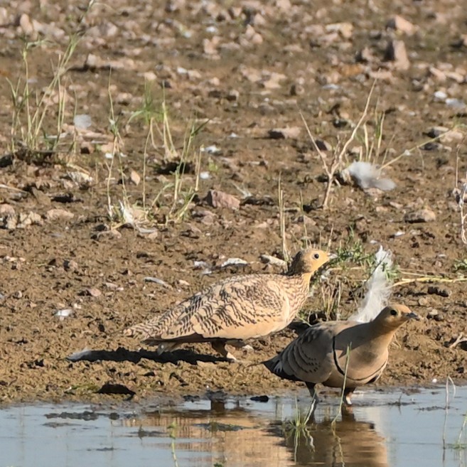 Chestnut-bellied Sandgrouse - ML642676180