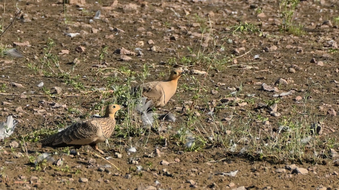 Chestnut-bellied Sandgrouse - ML642676181