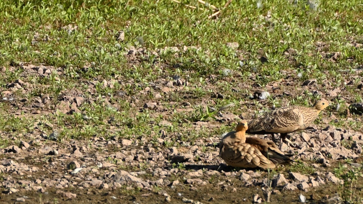 Chestnut-bellied Sandgrouse - ML642676182