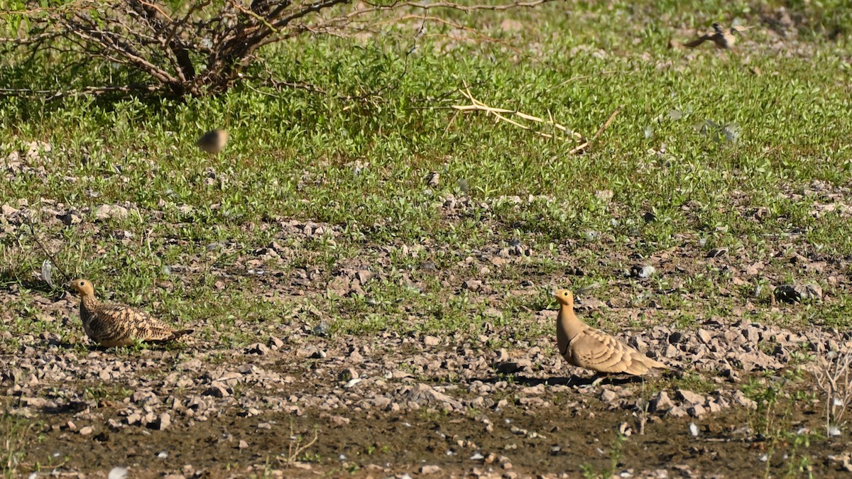 Chestnut-bellied Sandgrouse - ML642676183
