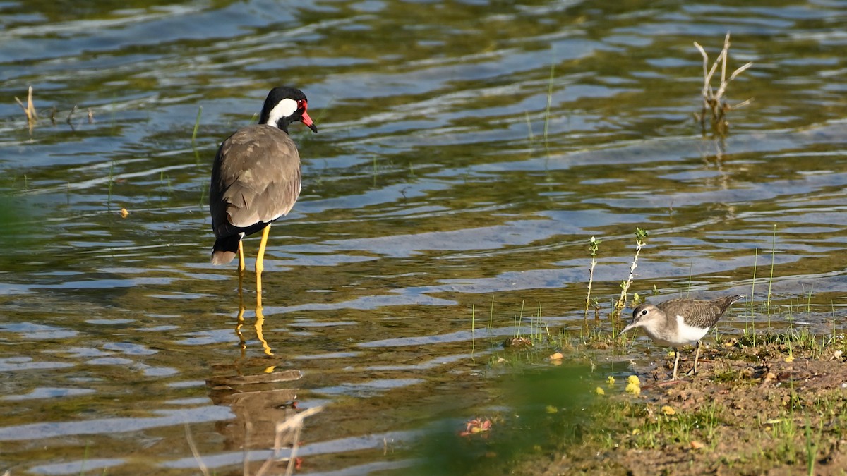 Red-wattled Lapwing - ML642676193
