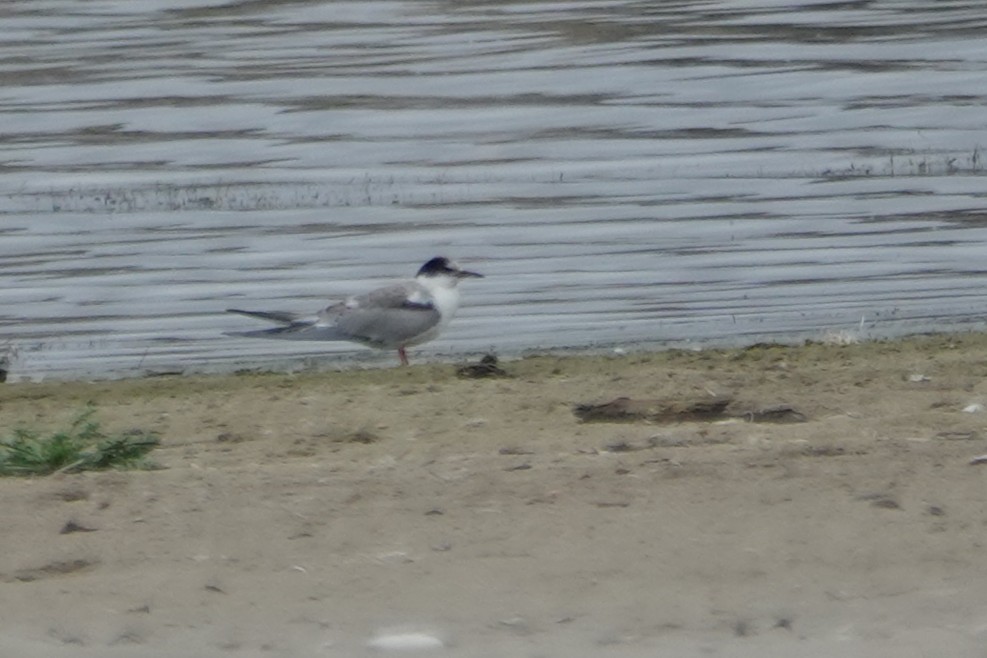 Common Tern - ML642676195