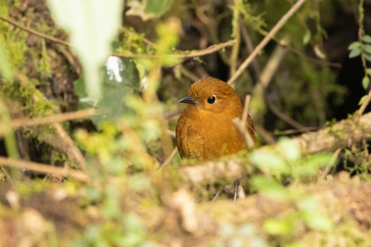 Equatorial Antpitta - ML642676203