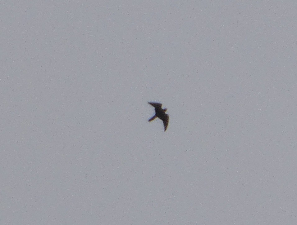 Gökdoğan - ML642676215