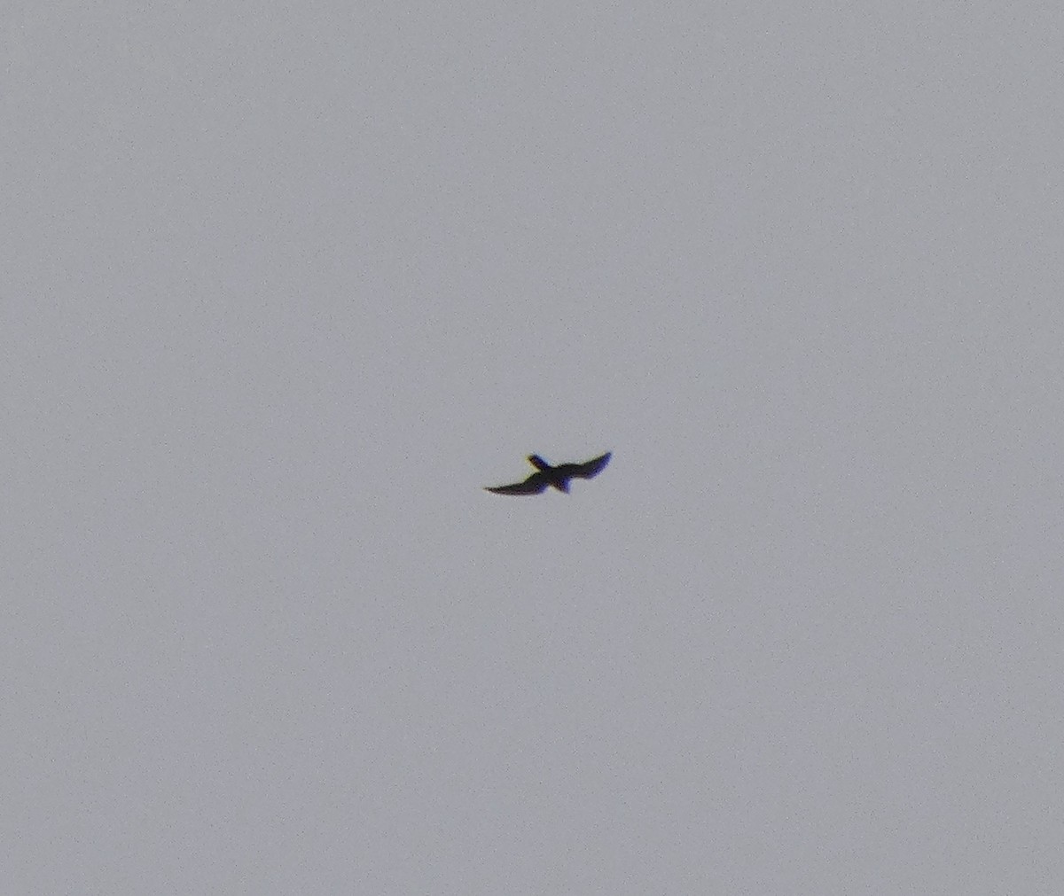 Gökdoğan - ML642676216