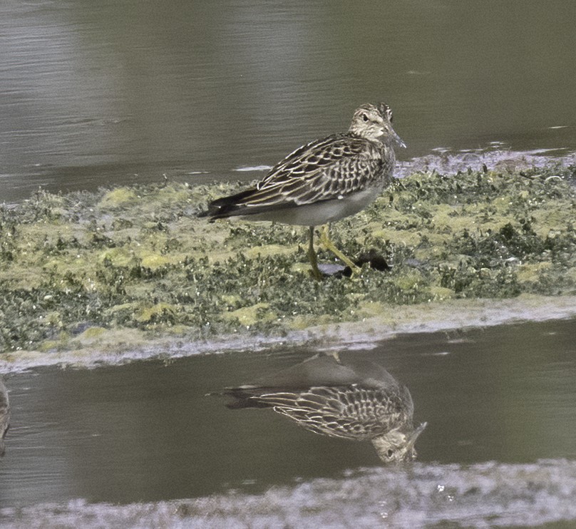 Pectoral Sandpiper - ML642676221