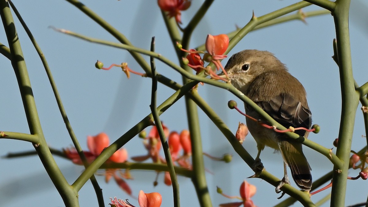 Sykes's Warbler - ML642676222