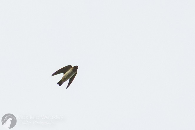 Cliff Swallow (pyrrhonota Group) - ML642676225