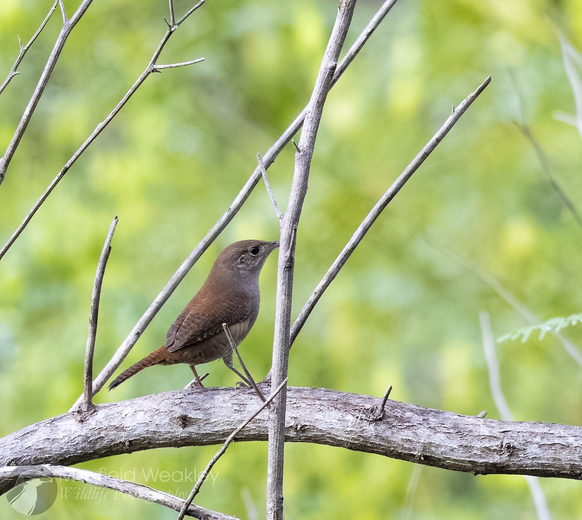 Northern House Wren (Northern) - ML642676230