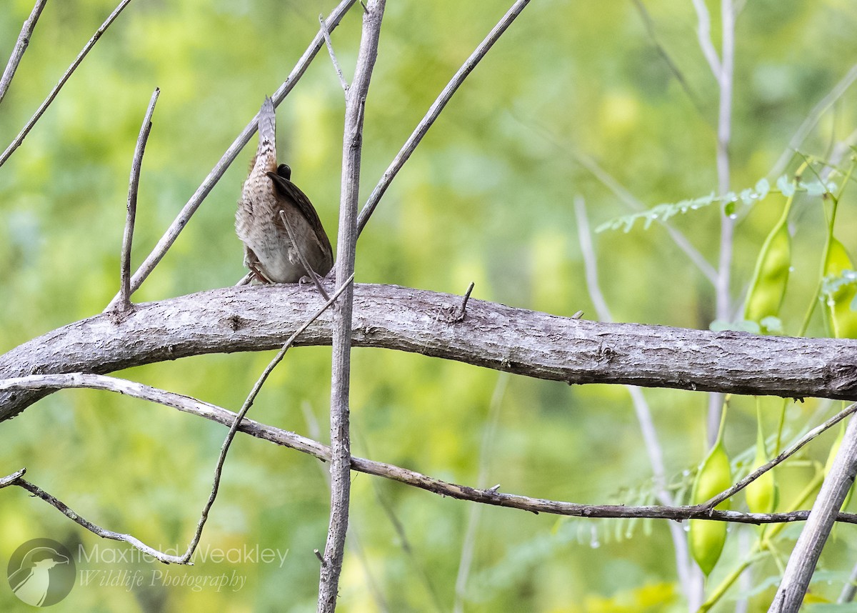 Northern House Wren (Northern) - ML642676231