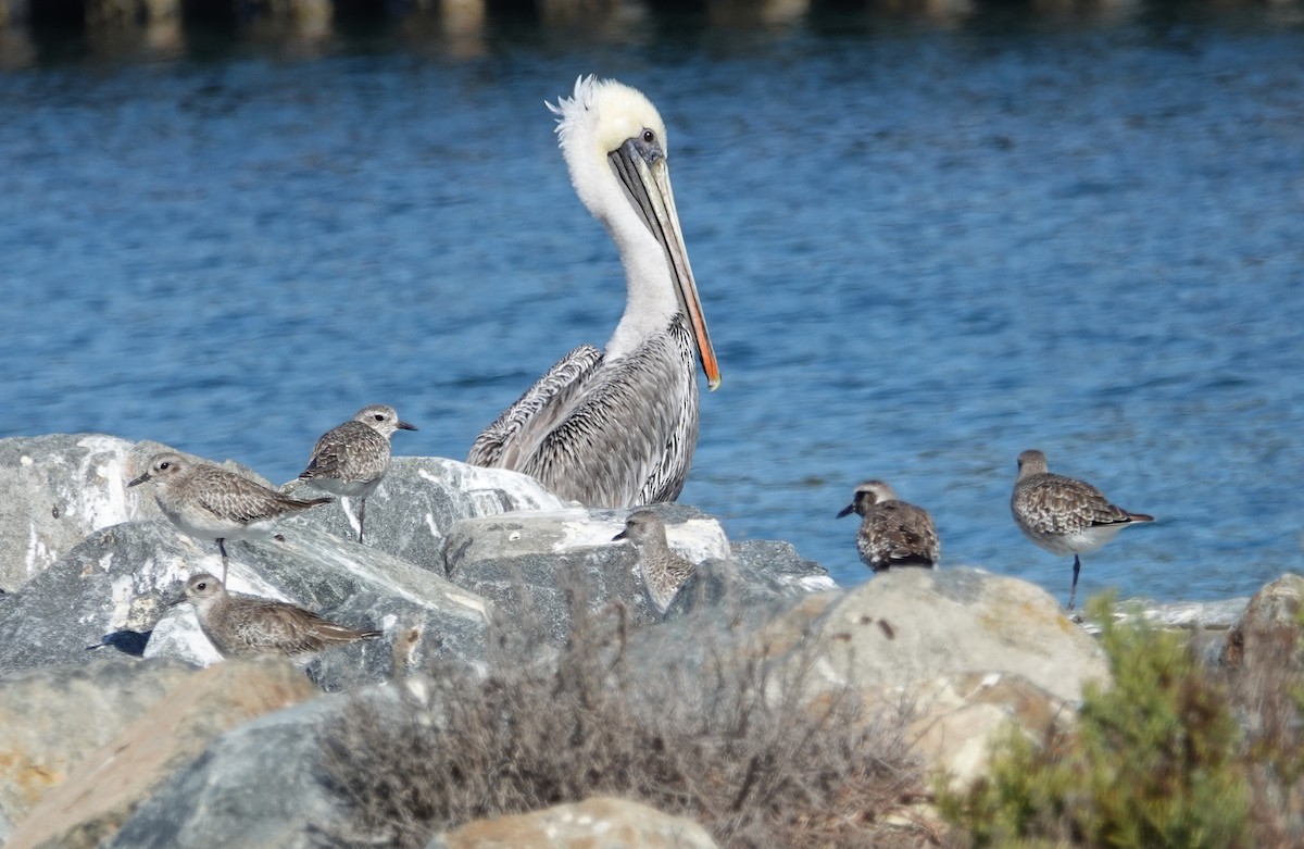 Black-bellied Plover - ML642676234
