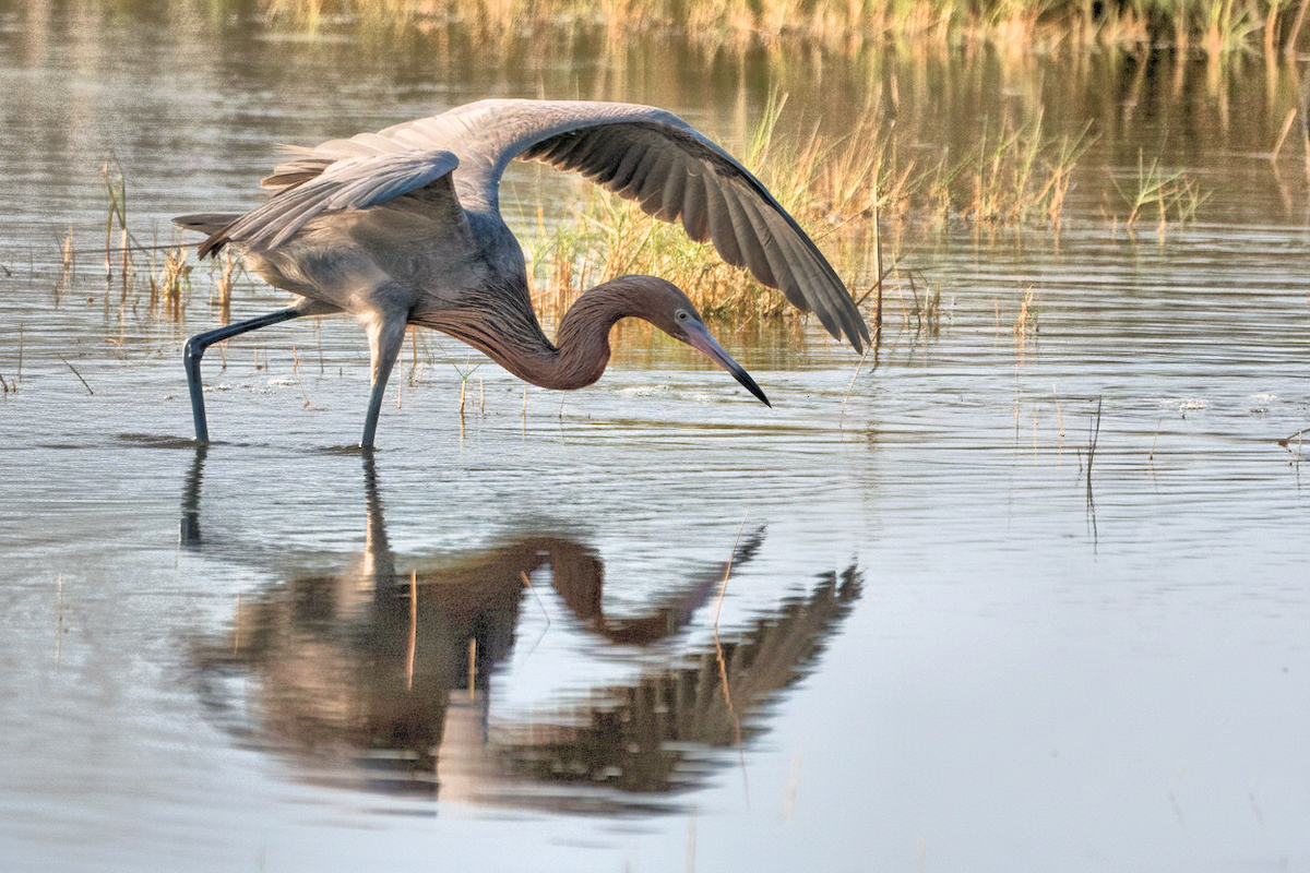 Reddish Egret - ML642676237