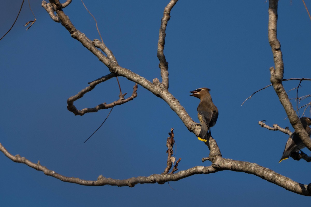 Cedar Waxwing - ML642676241