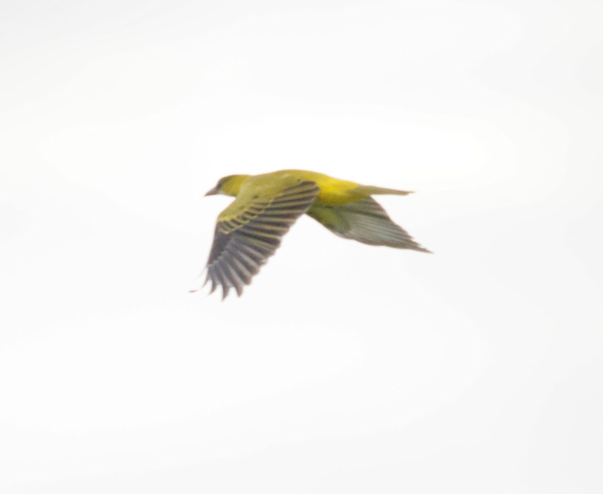 Black-naped Oriole - ML642676244